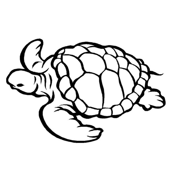 Coloriage tortue Nice 17 Best Images About Coloriages Marin On Pinterest