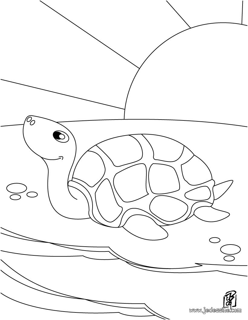 Coloriage tortue Unique Dessin Stylisé tortue