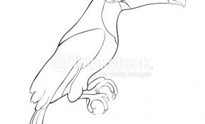 Coloriage Toucan Élégant Coloriage Toucan Oiseau Exotique Illustration Vectorielle
