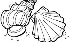Coquillage Coloriage Inspiration Coloriage Coquillages