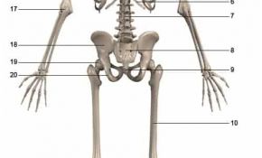 Corps Humain Squelette Nouveau Anatomie Squelette Et Muscles Du Corps Humain Schéma Simple