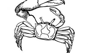 Crabe Coloriage Nice Coloriage Crabe Img