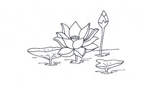 Dessin Fleur De Lotus Unique Meilleur De Petale Coloriage Fleur De Lotus