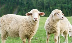Femelle Du Mouton Élégant Mouton Animaux Cie
