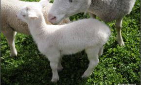 Femelle Du Mouton Nouveau Coloriage Mouton Gratuit à Imprimer Et Colorier