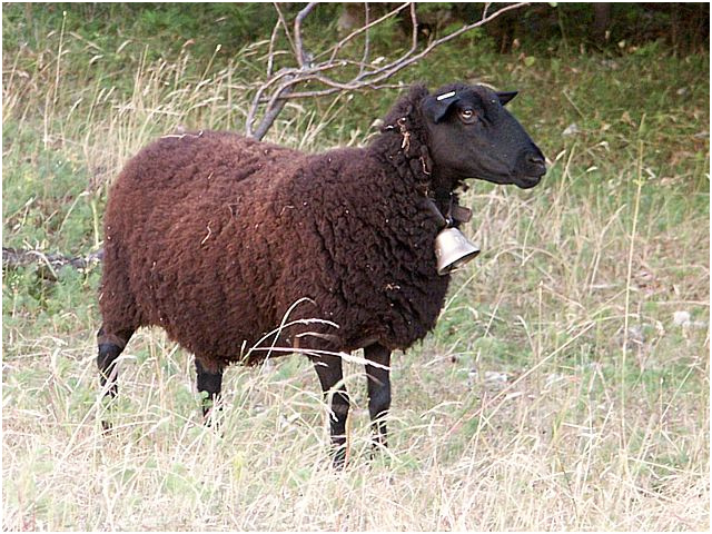 Femelle Du Mouton Unique Mouton Brun Ovis Aries