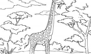 Girafe Coloriage Génial Beau Dessin Coloriage Girafe – Mademoiselleosaki