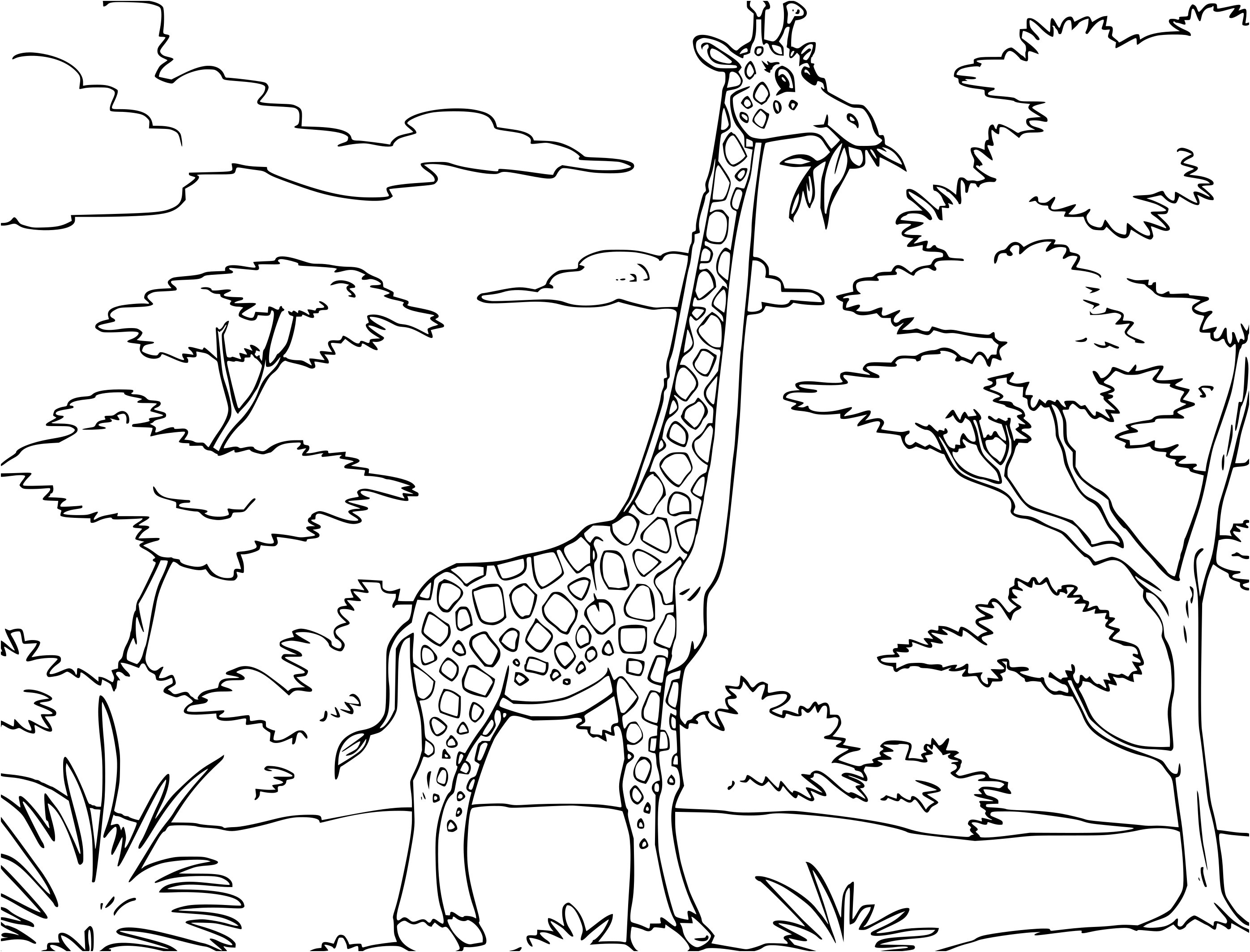 Girafe Coloriage Génial Beau Dessin Coloriage Girafe – Mademoiselleosaki