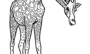 Girafe Coloriage Inspiration 111 Dessins De Coloriage Girafe à Imprimer