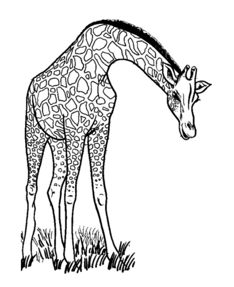 Girafe Coloriage Inspiration 111 Dessins De Coloriage Girafe à Imprimer