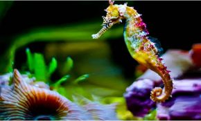 Le Dragon Des Mers Élégant Les Hippocampes Un Poisson Hallucinant Aux Allures De