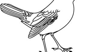 Oiseau Coloriage Nice Coloriage à Imprimer Un Oiseau Turbulus Jeux Pour Enfants