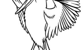 Oiseau Coloriage Nice Kookaburra Colouring Page Sketch Coloring Page