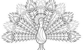 Paon Coloriage Inspiration Coloriage Paon