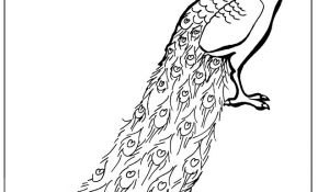 Paon Coloriage Nice Pin Dessin Paon Coloriage Sur Animaux Org On Pinterest