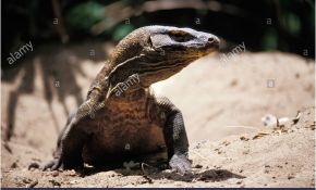 Varan De Komodo Génial Portrait De Varan De Komodo Indon Sie Komodo Dragon In