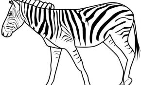 Zebre Coloriage Unique Cebra 01