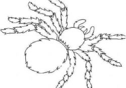Araignée Coloriage Luxe Coloriage Halloween
