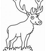 Coloriage Animaux De La foret Élégant 鹿简笔画[6p] 动物简笔画 涂色图片 【宝宝吧】