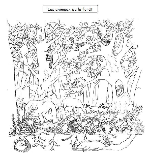 Coloriage Animaux Foret Nouveau Coloriage Pour Retrouver Les Animaux De La Forêt
