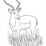 Coloriage Antilope Frais Antilope 60 Animaux – Coloriages à Imprimer