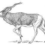 Coloriage Antilope Frais Coloriage Antilope Img