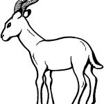 Coloriage Antilope Génial Antilope 11 Animaux – Coloriages à Imprimer