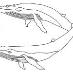 Coloriage Baleine Nouveau Dessins Gratuits à Colorier Coloriage Baleines à Imprimer