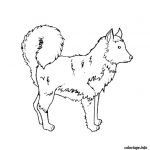 Coloriage Chiot Nice Coloriage Chiot Husky Dessin
