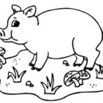 Coloriage Cochon D'inde Élégant Dessin à Colorier Cochon Dans La Boue