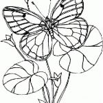 Coloriage De Fleurs À Imprimer Nice Butterfly Coloring Pages Coloringpages1001