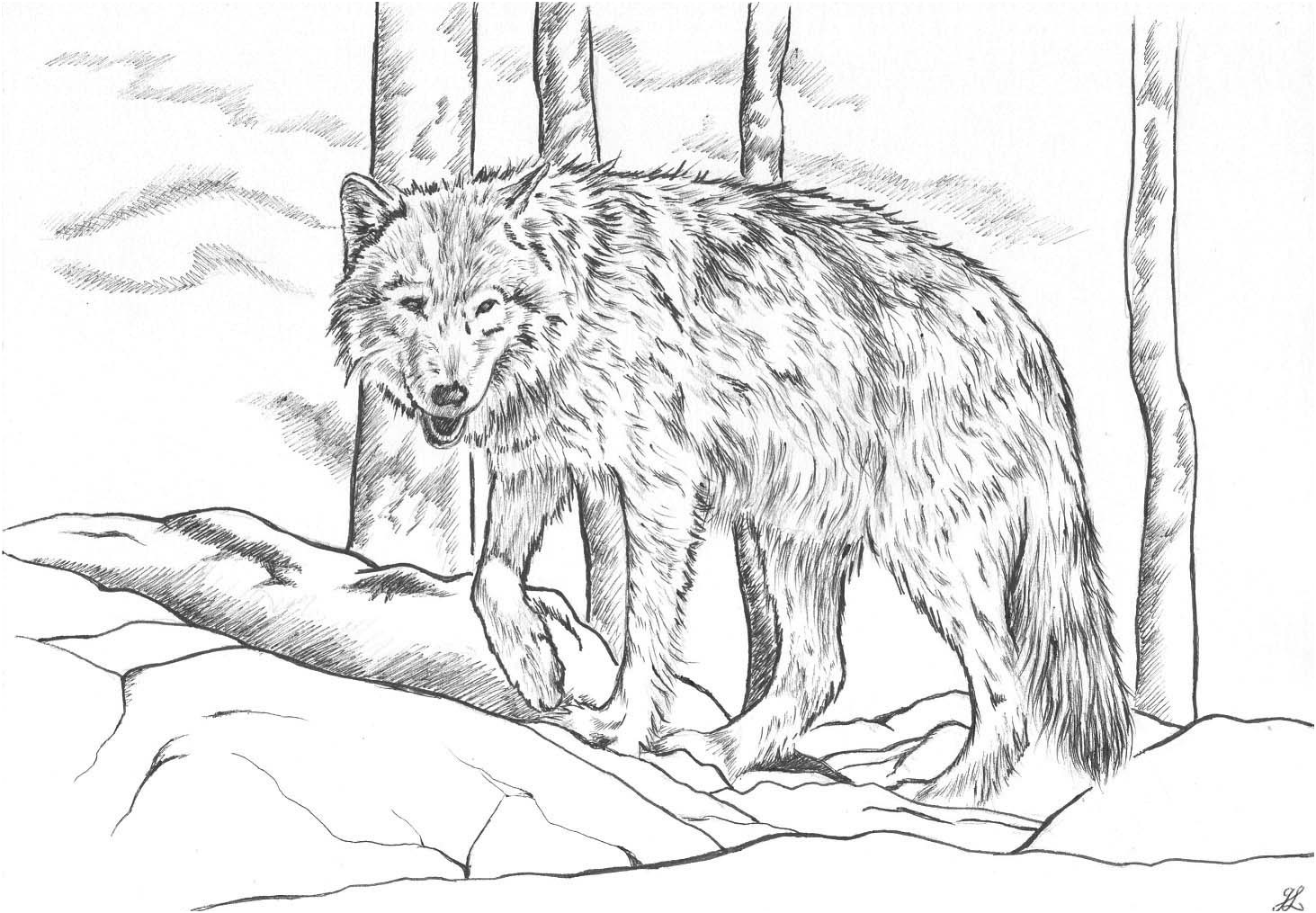 Coloriage De Loup Nouveau 119 Dessins De Coloriage Loup Imprimer Avec Coloriage Loup