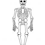 Coloriage De Squelette Unique Coloriage M Squelette