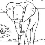 Coloriage Éléphant Inde Nouveau Dessin Elephant D Inde