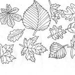 Coloriage Feuille Nice Leaf Coloring Pages Coloringpages1001