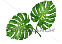 Coloriage Feuille Tropicale Nouveau Feuille Tropicale isolé Dessin K