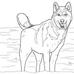 Coloriage Husky Élégant 301 Moved Permanently