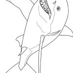 Coloriage Info Frais Coloriage Great White Shark Dessin
