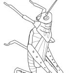 Coloriage Insecte Inspiration Insectes Coloriages