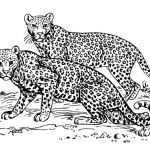 Coloriage Leopard Inspiration Coloriage Léopard Coloriages Gratuits à Imprimer