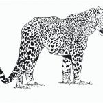 Coloriage Leopard Meilleur De Léopard Animaux – Coloriages à Imprimer