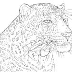 Coloriage Leopard Meilleur De Portrait Of Indian Leopard Coloring Page