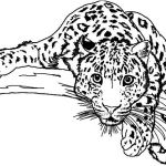Coloriage Leopard Nouveau Coloriage Leopard Image De Animaux Id 16 Colorier