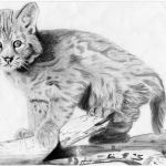 Coloriage Lynx Élégant Bébé Lynx Des Dessins Quelques Croquis Et Surtout Une