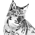 Coloriage Lynx Élégant Coloriage Lynx Imprimer