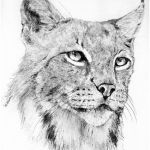 Coloriage Lynx Élégant Lynx Dessin à L Encre Réalisé Par Laurence Saunois