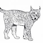 Coloriage Lynx Génial Lynx Animaux – Coloriages à Imprimer