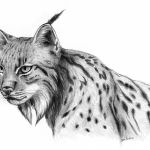 Coloriage Lynx Luxe Dessins Gratuits à Colorier Coloriage Lynx à Imprimer