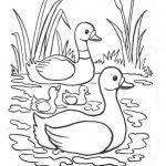 Coloriage Mare Inspiration Canard Cane Canetons 4 Coloriages