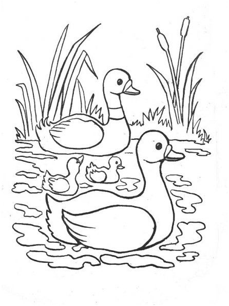 Coloriage Mare Inspiration Canard Cane Canetons 4 Coloriages